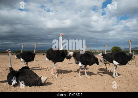 Gli struzzi (Struthio camelus) allevati per la loro carne e piume su una azienda commerciale a Oudtshoorn, Western Cape, Sud Africa Foto Stock