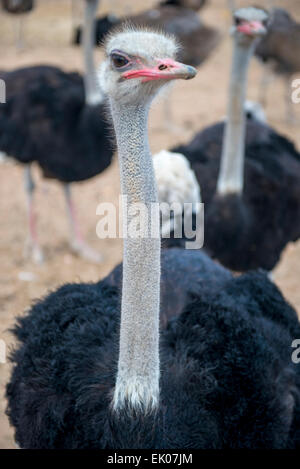 Ostriche maschio (Struthio camelus) in prossimità della testa e del collo in una azienda commerciale a Oudtshoorn, Western Cape, Sud Africa Foto Stock