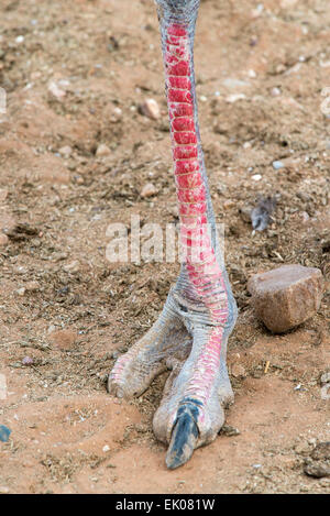 La gamba e il piede di un maschio (struzzo Struthio camelus) close up, Oudtshoorn, Western Cape, Sud Africa Foto Stock