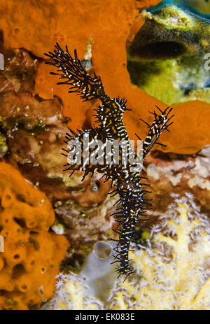 Un maschio ornato ghost pipefish fotografato in Raja Ampat, Indonesia Foto Stock