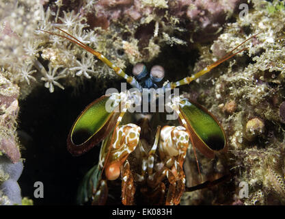 Canocchia Pavone, Odontodactylus scyllarus Foto Stock