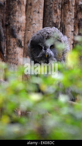 Grande Gufo grigio spiata attraverso foglie Foto Stock