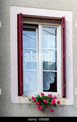 Rosa caldo garofani bianchi e tende di pizzo decorano una finestra in a Santenay, Côte-dOr, Borgogna, Francia Foto Stock
