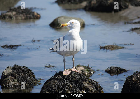 Gabbiano aringa (Larus argentatus) arroccato su una roccia ricoperta di alghe durante la bassa marea a Revere Beach, Massachusetts, con acque poco profonde e rocce esposte. Foto Stock