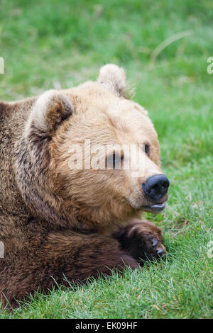 Unione l'orso bruno (Ursus arctos arctos). Foto Stock