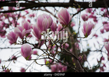 Un enorme albero di magnolia in primavera sbocciano i fiori con un sacco di viola e fiori di colore rosa su molti rami Foto Stock