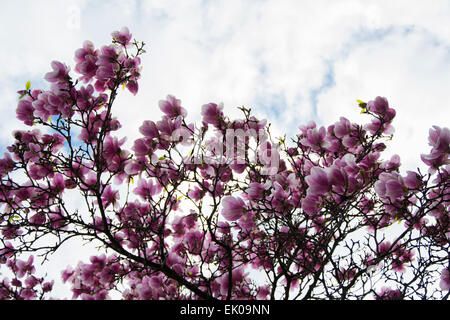 Un enorme albero di magnolia in primavera sbocciano i fiori con un sacco di viola e fiori di colore rosa su molti rami Foto Stock