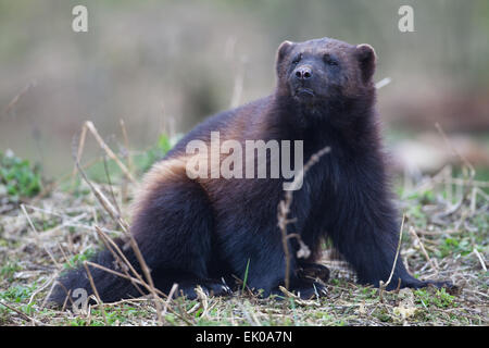 Wolverine (Gulo gulo). Più grande membro della famiglia donnola, Mustelidae. Trovata nel Nord Europa, Canada, Alaska, Russia. Foto Stock