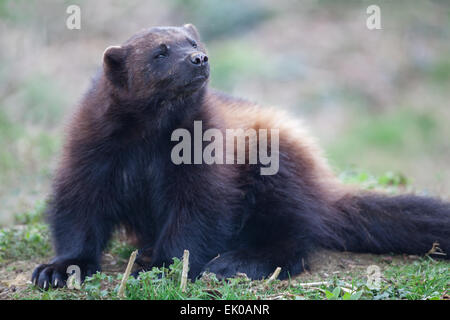 Wolverine (Gulo gulo) o Glutton. Più grande membro della famiglia donnola, Mustelidae. Trovata nel Nord Europa, Canada, Russia. Foto Stock