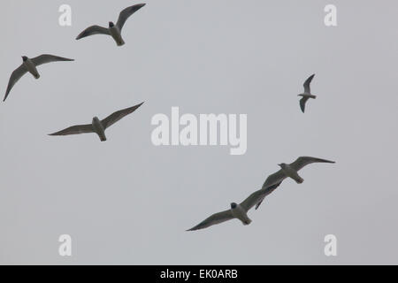 A testa nera gabbiani (Larus ridibundus). Volare oltre. Foto Stock