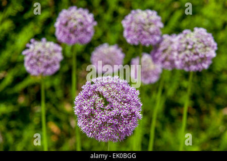 Allium le teste dei fiori Foto Stock