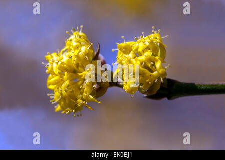 Cornus mas, fiori di Ciliegio della Cornelia, primo piano, fioritura nel tardo inverno o all'inizio della primavera Foto Stock