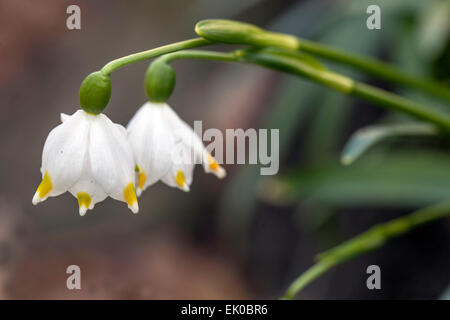 Il simbolo del fiocco di neve di primavera close up Foto Stock