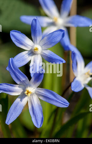 Gloria della neve, Scilla luciliae, Chionodoxa luciliae, primi fiori primavera bella chiocciole di fiori Foto Stock