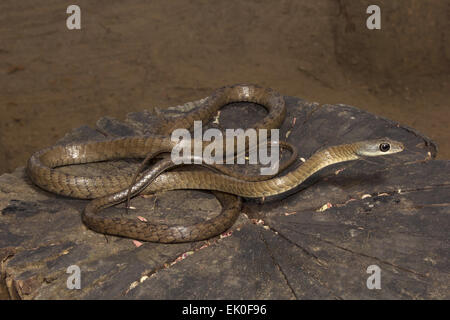 Grande-eyed Bronzeback Tree Snake, Dendrelaphis grandoculis, Colubridae, Non velenosa, Silent Valley National Park, Kerala. Foto Stock