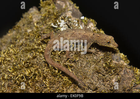 Gecko nana, Cnemaspis sp, Gekkonidae, Silent Valley National Park, Kerala. India Foto Stock