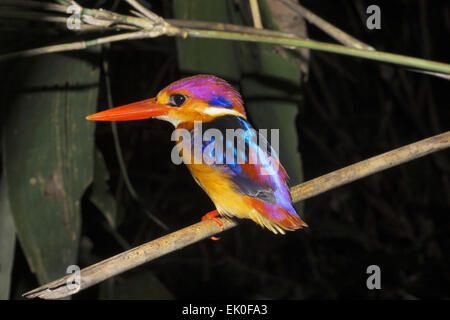 Nana orientali kingfisher , Ceyx erithaca , Alcedinidae, Thenmala, Kerala. India Foto Stock