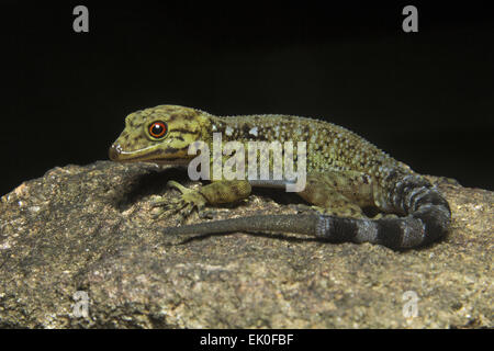 Gecko nana, Maschio Cnemaspis sp, Gekkonidae, Iuka Wildlife Sanctuary, Kerala. India maschio Foto Stock