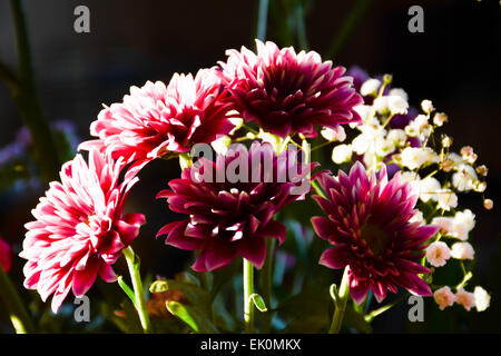 Profumo di primavera Foto Stock