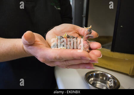 Bambino orfano uccelli nel mondo segreto Wildlife Sanctuary, Somerset, Regno Unito Foto Stock