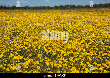 Il mais Le calendule (Glebionis segetum) essendo cresciuto per le sementi da Landlife, Inglenook Farm, Rainford, Merseyside Foto Stock