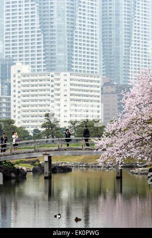 Ponte con la fioritura dei ciliegi nel giardino Hamarikyu, Chuo-ku, Tokyo, Giappone Foto Stock