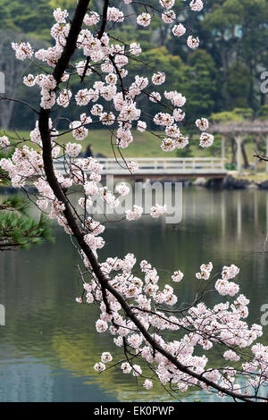 La fioritura dei ciliegi nel giardino Hamarikyu, Chuo-ku, Tokyo, Giappone Foto Stock