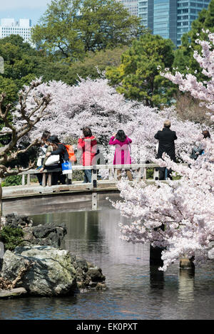 Fiori di Ciliegio in Shinjuku Gyoen, Tokyo, Giappone Foto Stock