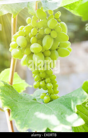 Fresco verde uva sulla vite con bokeh di fondo Foto Stock