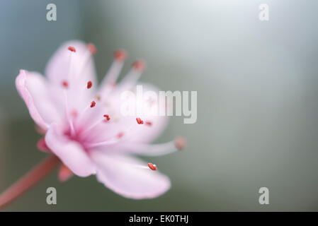 Soft rosa in fiore close up con sfondo blu. Un unico fiore con piccoli stami. Foto Stock