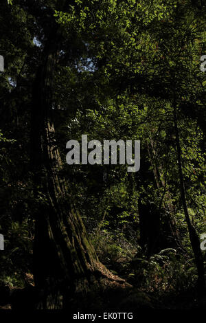 Sun pezzata ritratto di due trunk pendente crescita vecchio coast redwood e red alder sopra gli alberi di felci, Muir Woods, San Francisco, Stati Uniti d'America Foto Stock