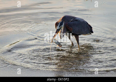 Airone blu avendo appena tirato una trota fuori dall'acqua, Yellowstone River, il Parco Nazionale di Yellowstone, Stati Uniti. Foto Stock