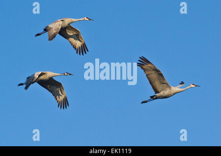 Sandhill gru Volando sul Delta di Sacramento, California, Stati Uniti. Foto Stock