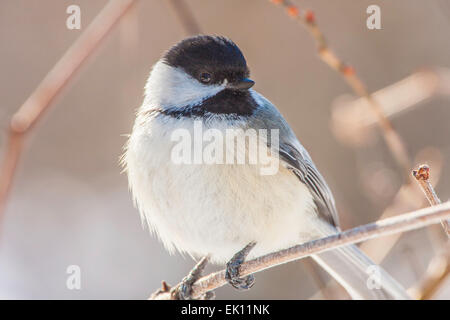 Nero Luisa tappato Foto Stock