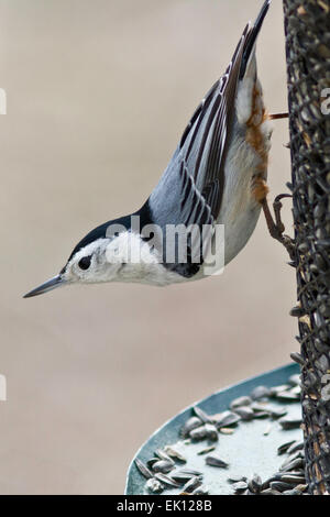 Bianco-breasted picchio muratore - ,carolinensis Sitta Foto Stock