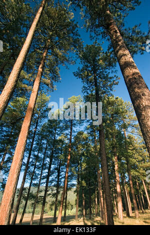 Alberi, "Storia Grove' (300-400 anni vecchi alberi), Valles Caldera National Preserve, vicino a Los Alamos, Nuovo Messico USA Foto Stock