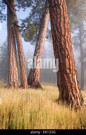 Alberi, "Storia Grove' (300-400 anni vecchi alberi), Valles Caldera nazionali. Preservare, vicino a Los Alamos, Nuovo Messico USA Foto Stock