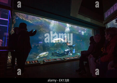 Stralsund, Germania. Mar 5, 2015. I visitatori sono a guardare i subacquei che sono la cattura di tartarughe in un serbatoio di acqua per la salute annuale esame esame a Meeresmuseum (Museo Marittimo) in Stralsund, Germania, 5 marzo 2015. L'esame include il fatto di prelevare i campioni di laboratorio nonché estesi guscio di tartaruga cura. Questa tartaruga è uno dei cinque tartarughe giganti tenutasi a Stralsund. Foto: Jens Buettner/dpa/Alamy Live News Foto Stock