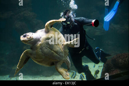 Stralsund, Germania. Mar 5, 2015. Un subacqueo di adescamento è una femmina di tartaruga caretta a bordo del serbatoio acqua per la salute annuale esame esame a Meeresmuseum (Museo Marittimo) in Stralsund, Germania, 5 marzo 2015. L'esame include il fatto di prelevare i campioni di laboratorio nonché estesi guscio di tartaruga cura. Questa tartaruga è uno dei cinque tartarughe giganti tenutasi a Stralsund. Foto: Jens Buettner/dpa/Alamy Live News Foto Stock