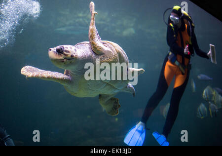 Stralsund, Germania. Mar 5, 2015. Un subacqueo di adescamento è una femmina di tartaruga caretta a bordo del serbatoio acqua per la salute annuale esame esame a Meeresmuseum (Museo Marittimo) in Stralsund, Germania, 5 marzo 2015. L'esame include il fatto di prelevare i campioni di laboratorio nonché estesi guscio di tartaruga cura. Questa tartaruga è uno dei cinque tartarughe giganti tenutasi a Stralsund. Foto: Jens Buettner/dpa/Alamy Live News Foto Stock