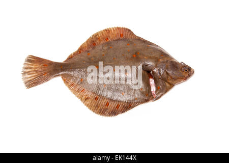 Tutta la passera di mare Pleuronettiformi isolato su un bianco di sfondo per studio. Foto Stock