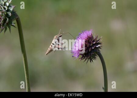 Hummingbird Moth alimentazione da un fiore di cardo New Mexico - USA Foto Stock