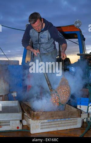 Southport, Merseyside, 4 Aprile, 2015. John Rimmer un camion-barca ebollizione Shrimper gamberetti provenienti dalla sua prima cattura, sono poi pelato prima di essere inviati al grossista e mercato. Southport ha sempre avuto una storia di pesca, comprese le catture di gamberetti, che è stata condotta in Southport e distretti vicini per secoli. Riferimenti per esso può essere trovato nel lontano 1113 per la pesca nella parrocchia del Nord Meols. Carrelli a cavalli o veicoli meccanici le reti da traino dietro barche o trattori, noto come 'shanking'. Foto Stock