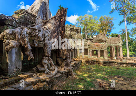 Le gigantesche radici avvolgono il Preah Khan, Tempio di Angkor, Cambogia Foto Stock