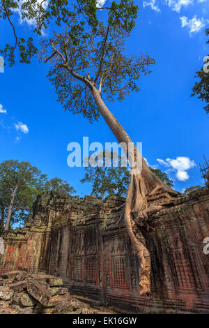 Preah Khan, Tempio di Angkor, Cambogia Foto Stock