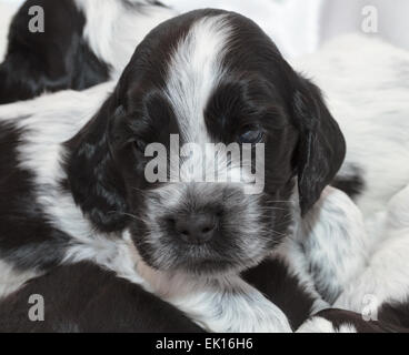 English Cocker Spaniel cuccioli dormire in una pila. Tre settimane di età. Foto Stock
