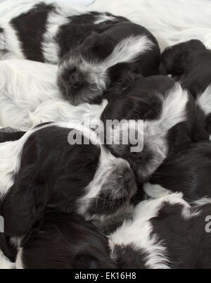 English Cocker Spaniel cuccioli dormire in una pila. Tre settimane di età. Foto Stock