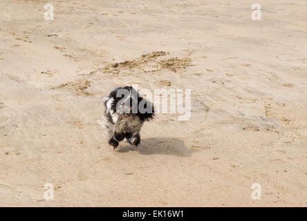 Cane di camminare sulla spiaggia vicino a Rock in cammello estuario, Cornwall Foto Stock