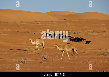 Bedu (Beduino) cammelli e capre a Wahiba Sands (Sharqiya Sands), Oman Foto Stock