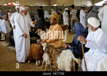 Bedu (Beduino) persone che acquistano e vendono capre al mercato degli animali in Sinaw, Oman Foto Stock